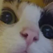 藻