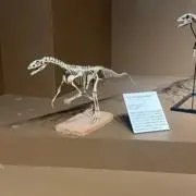 KOの画像