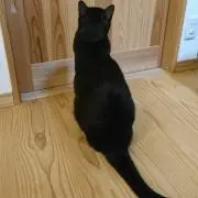 黒猫の団子☆の画像