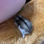 れぃな♡の画像