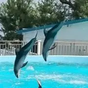 キーちゃんの画像