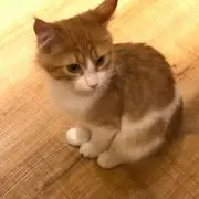 ねこぽんの画像