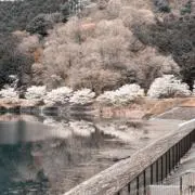 ライム(プロフ必読)の画像