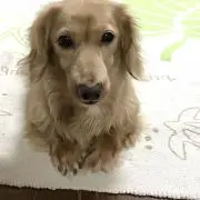 バニラ