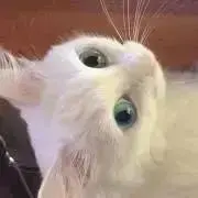 舞浜の人魚の画像