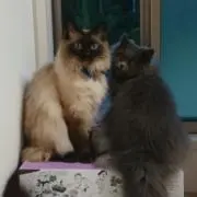 わこの画像