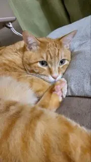 おもちゃのこうちゃん☆ゲリラセール中の画像