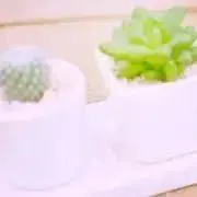 サボテン