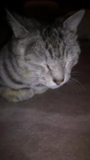 tamahebo