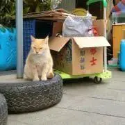 嘉島の画像