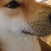 田中たなか