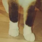 むぎめ