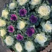 ポポの画像