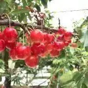山形の山ちゃんの画像