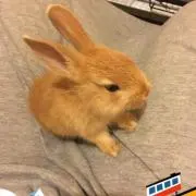 うちん子