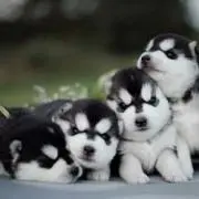 Huskyの画像