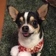 ここし
