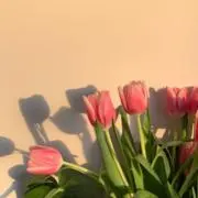 ali-の画像
