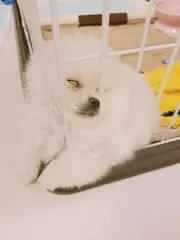 ポメポメ