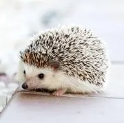 るんばの画像