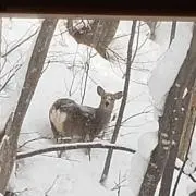 あんみの画像