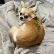 Ap