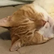 ダブルインバの画像