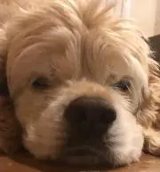 YOSHIの画像