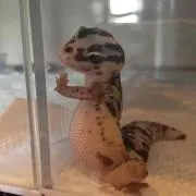 mkの画像