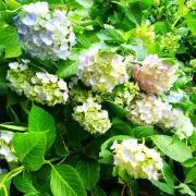 紫陽花の画像