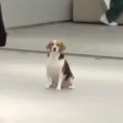 酢の画像