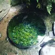 ムラーノ