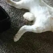 オカキ