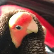 ココちゃんの画像