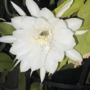 ロサママの画像