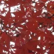 sherbetの画像