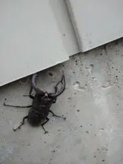 サムライ翔 メロンパーカー トレーディングカード レア シークレット等