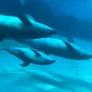 まいこの画像