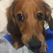 やさの画像