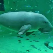 たまおの画像