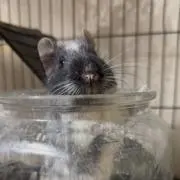 Honoの画像
