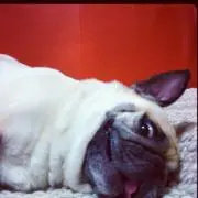 turbo.k