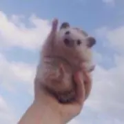 てゆの画像