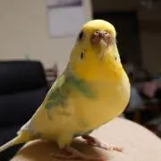さやまま