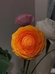 心臓は2つある