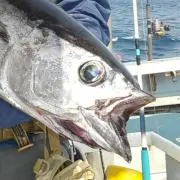 キダイの画像
