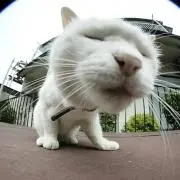 へむへむ