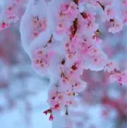 楽の画像