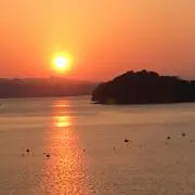 モンキーポッドの画像
