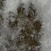 tjda